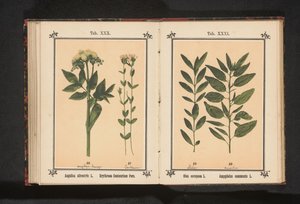 Olivkvist och en mandelkvist Olea europaea L. Amygdalus communis L. (titel på objekt) av Anonymous