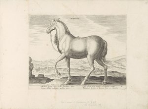 Paard uit Albanië Albanus (titel på objekt) Paardenrassen uit de Koninklijke stallen van Don Juan van Oostenrijk (serietitel) Hästen, där alla typer av adelsmän: beteendet hos hästar som skiljer sig från olika delar av världen utvalda (...) (serietitel på  av Anonymous