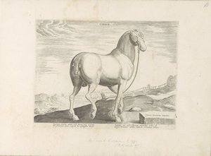 En häst från Korsika Hjärta (titel på objekt) Paardenrassen uit de Koninklijke stallen van Don Juan van Oostenrijk (serietitel) Hästen, där alla typer av adelsmän: beteendet hos hästar som skiljer sig från olika delar av världen utvalda (...) (serietitel p av Anonymous