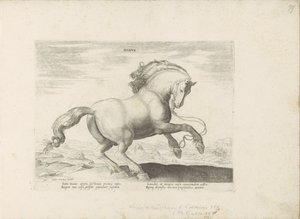Paard uit Danemarken danska (titel på objekt) Paardenrassen uit de Koninklijke stallen van Don Juan van Oostenrijk (serietitel) Hästen, där alla typer av adelsmän: beteendet hos hästar som skiljer sig från olika delar av världen utvalda (...) (serietitel p av Anonymous