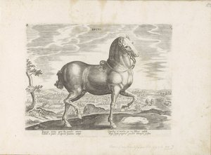 Paard uit Engeland Brito (titel på objekt) Paardenrassen uit de Koninklijke stallen van Don Juan van Oostenrijk (serietitel) Hästen, där alla typer av adelsmän: beteendet hos hästar som skiljer sig från olika delar av världen utvalda (...) (serietitel på o av Anonymous