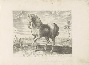 Paard uit Gelre Sicamber (titel på objekt) Paardenrassen uit de Koninklijke stallen van Don Juan van Oostenrijk (serietitel) Hästen, där alla typer av adelsmän: beteendet hos hästar som skiljer sig från olika delar av världen utvalda (...) (serietitel på o av Anonymous