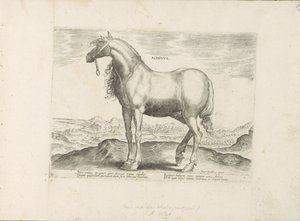 Paard från Grekland Achivus (titel på objekt) Paardenrassen uit de Koninklijke stallen van Don Juan van Oostenrijk (serietitel) Hästen, där alla typer av adelsmän: beteendet hos hästar som skiljer sig från olika delar av världen utvalda (...) (serietitel p av Anonymous