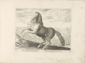 Paard ut Neapel napolitansk (titel på objekt) Paardenrassen uit de Koninklijke stallen van Don Juan van Oostenrijk (serietitel) Hästen, där alla typer av adelsmän: beteendet hos hästar som skiljer sig från olika delar av världen utvalda (...) (serietitel p av Anonymous