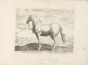 Paard ut Noord-Italien Insuber (titel på objekt) Paardenrassen uit de Koninklijke stallen van Don Juan van Oostenrijk (serietitel) Hästen, där alla typer av adelsmän: beteendet hos hästar som skiljer sig från olika delar av världen utvalda (...) (serietite av Anonymous