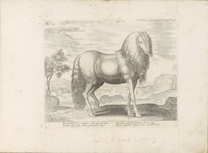 Paard uit Roemenië (nederländska) Dacus (titel på objekt) Paardenrassen uit de Koninklijke stallen van Don Juan van Oostenrijk (serietitel) Hästen, där alla typer av adelsmän: beteendet hos hästar som skiljer sig från olika delar av världen utvalda (...) ( av Anonymous