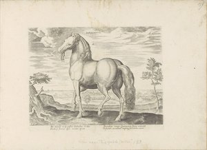 Paard från Sardinien Sardonicus (titel på objekt) Paardenrassen uit de Koninklijke stallen van Don Juan van Oostenrijk (serietitel) Hästen, där alla typer av adelsmän: beteendet hos hästar som skiljer sig från olika delar av världen utvalda (...) (serietit av Anonymous