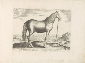 Paard uit Thessalië テッサリア (オブジェクトのタイトル) Paardenrassen uit de Koninklijke Stalen van Don Juan van Oostenrijk (シリーズ タイトル) あらゆる種類の貴族が乗っている馬：世界各地から選ばれた馬の行動 (...) (シリーズ タイトル onswedish av Anonymous
