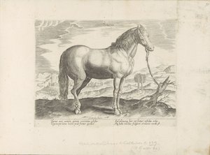 Paard ut Turkiet turkiska (titel på objekt) Paardenrassen uit de Koninklijke stallen van Don Juan van Oostenrijk (serietitel) Hästen, där alla typer av adelsmän: beteendet hos hästar som skiljer sig från olika delar av världen utvalda (...) (serietitel på  av Anonymous