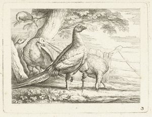 Picka kycklingar Native Birds (serietitel) av Anonymous