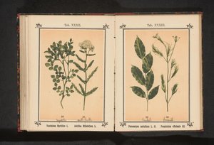 Röd sandelträ och fänkålsört Pterocarpus santalinus L. fil. Foeniculum officinale Al.. (titel på objekt) av Anonymous