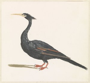 Slangenhalsvogel av Anonymous