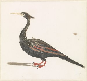 Snakeneck Vogel av Anonymous