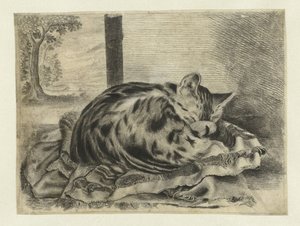 sovande katt av Anonymous