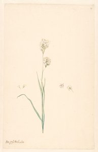 Gren av Ixia polystachya med pistill och blomdetaljer av Anonymous