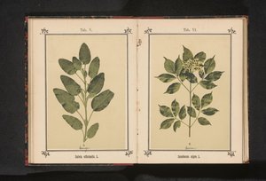 Gren av en riktig visman Salvia officinalis. L. (titel på objekt) av Anonymous