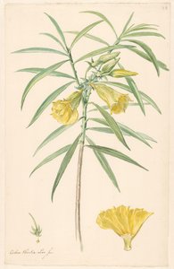 Gren av en gul blomma (typ av lilja) med detaljer av pistill och blomma av Anonymous
