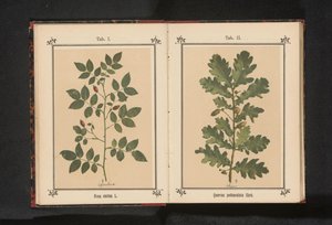 Gren av en hundros Rosa canina (titel på objekt) av Anonymous