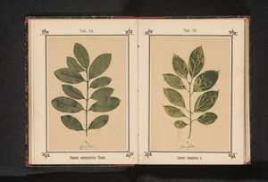 En gren av ett kamferträd Laurus Camphora L. (titel på objekt) av Anonymous