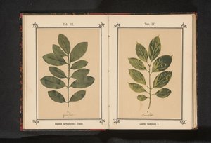 Gren av ett kryddnejlikaträd Eugenia caryophyllata Thunb. (titel på objekt) av Anonymous