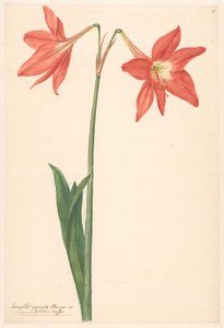 Tack van root amaryllis av Anonymous