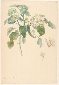 Vit kattklogren med pistill och blomdetaljer av Anonymous