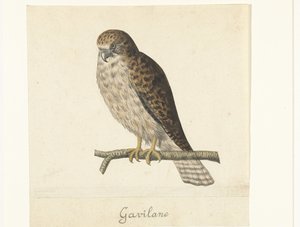 Torenvalk Gavilane (titel på objekt) Lombard album (serietitel) av Anonymous