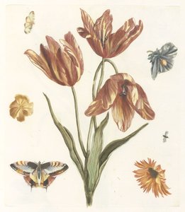 Tulpaner, andra blommor, fjärilar och en fluga av Anonymous