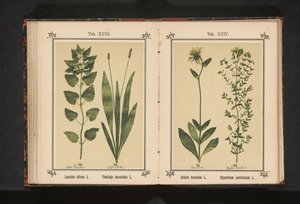Arnica och johannesört Arnica montana L. Hypericum perforatum L. (titel på objekt) av Anonymous