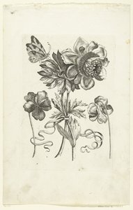 Fyra blommor, varav två violer Novae Florum Icones (serietitel) av Anonymous