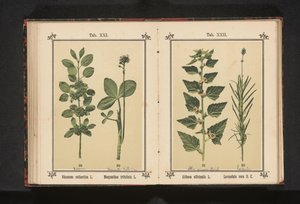 Wedgedoorn och vattentorka löv Rhamnus cathartica L. Menyanthes trifoliata L. (titel på objekt) av Anonymous