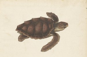 Zeeschildpad Tortugas - Eretmochelys imbricata / Hawksbill Turtle / karetschildpad (titel på objekt) Lombard album (serietitel) av Anonymous
