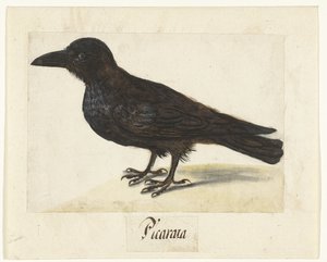 Svart kråka Picaraza (titel på objekt) Lombard album (serietitel) av Anonymous