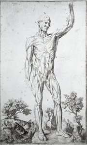 Anatomisk studie av det mänskliga muskelsystemet (gravyr av Anonymous Anonymous