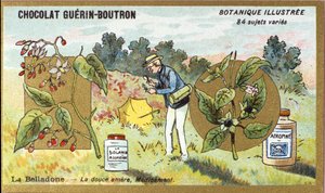 Belladonna: den söta bittra, medicin. Gravyr (kromo). Reklamkromolitografi för Guerin-Boutron-choklad, sent 1800-tal. Illustree Botanical Series. av Anonymous Anonymous
