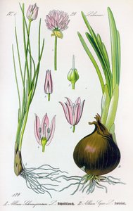 Botanisk tavla: Allium schoenoprasum (gräslök) och allium cepa (lök). Tavla 29. Privat samling av Anonymous Anonymous