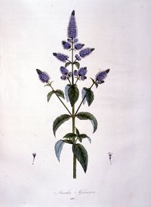 Botanisk tavla: vild mynta (mentha sylvestris). 1800-talsgravyr. av Anonymous Anonymous