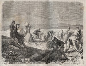 Skörda styrkor vid fängelset Belle-Ile-en-Mer (vacker ö till havs) på 1800-talet. Gravyr i "Fångarnas historia från deras skapelse till idag" (1877) av Pierre Zaccone (1817-1895) (Colonia Penale - Straffkoloni). Privat samling. av Anonymous Anonymous