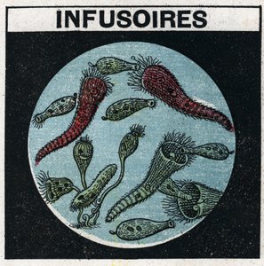 Ljusprojektion: användning av en projektionslykta för att observera infusioner. Anonym illustration från 1925. Privat samling. av Anonymous Anonymous