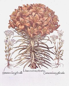 Lily och Centaurea, tyska av Anonymous Anonymous