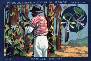 Produktioner runt om i världen: Vanilla i Västindien. Kromolitografi från 1933 i "" Joseph-Milliat Album"" av Anonymous Anonymous