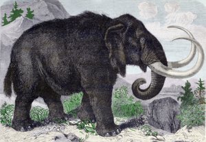 Representation av en mammut. Rekonstituerad efter upptäckterna av Adams, en medlem av St. Petersburg Academy. Gravyr från 1867. . av Anonymous Anonymous