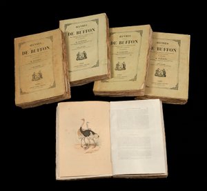 The Complete Artworks of Buffon (1707 - 1788) - privat samling av Anonymous Anonymous