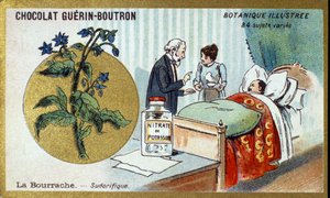 Gurkörten, diaforetiskt. Gravyr (kromo). Reklamkromolitografi för Guerin-Boutron-choklad, sent 1800-tal. Illustree Botanical Series. av Anonymous Anonymous