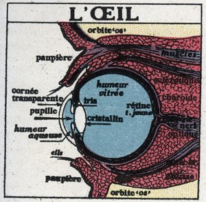 Ögat: tvärsnitt av ett mänskligt öga. Anonym illustration från 1925. Privat samling. av Anonymous Anonymous