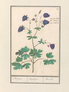 Akelei (Aquilegia) Akeleijen. / Aquilegia. / Aucolied (titel på objekt) av Anselmus Boëtius de Boodt