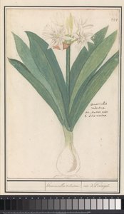 Amaryllis (Hippeastrum) heromocallis Valentina / iris från Portugal (titel på objekt) av Anselmus Boëtius de Boodt