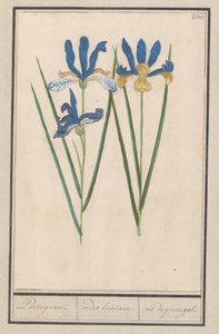 Blauwe lis (Iris sibirica) Portugeesen. / irides lusitanae. / iris portugal. (titel på objekt) av Anselmus Boëtius de Boodt