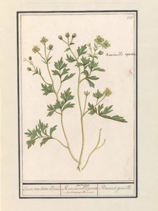 Smörblomma (Ranunculus) Art av smörblomma / Ranunculi palustris Art. / Bacinet genoille. (titel på objekt)