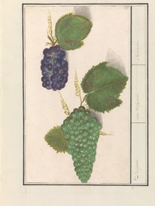 Druif (Vitis vinifera) Druijven. / uva Vulgaris. / Rusin (titel på objekt) av Anselmus Boëtius de Boodt